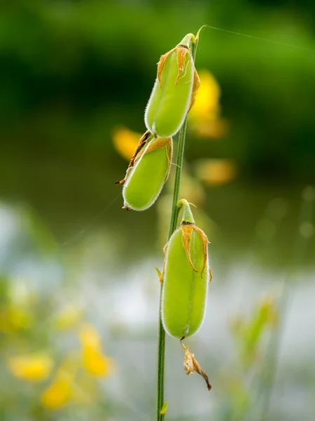 Close up of Sun hemp pod or call Indian hemp, Madras hemp — Stock Photo, Image