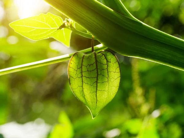 Jättelokan, Ground Cherry på träd. — Stockfoto