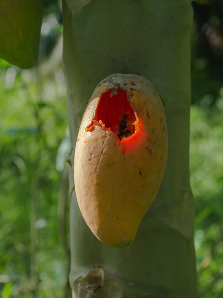 Rastros de aves comen papaya madura en el árbol . —  Fotos de Stock