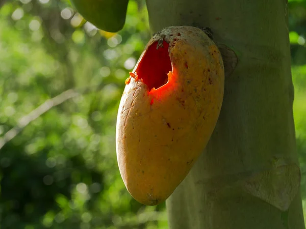 Rastros de aves comen papaya madura en el árbol . —  Fotos de Stock