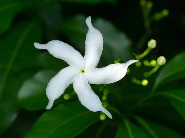 Gardenia jasminoides kwiat. — Zdjęcie stockowe