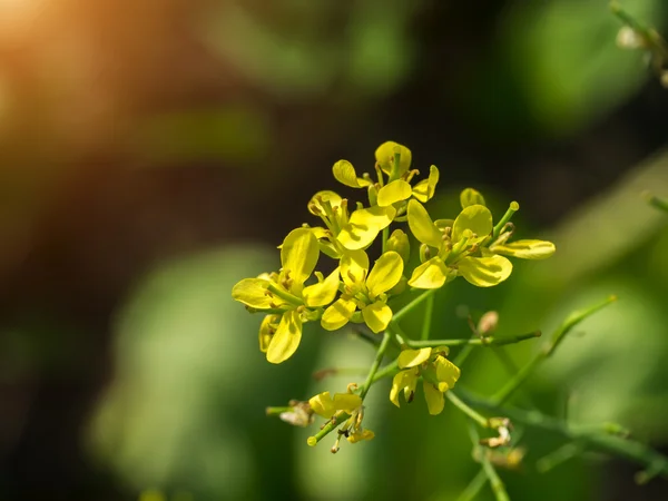 Gelbe Rapsblüten (Brassica napus). Nahaufnahme. — Stockfoto