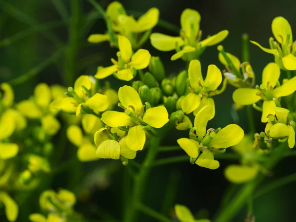 Fleurs de colza jaune (Brassica napus). Gros plan. — Photo