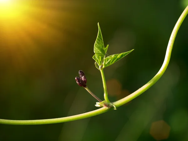 Крылатый бобовый цветок на дереве с солнечным светом . — стоковое фото