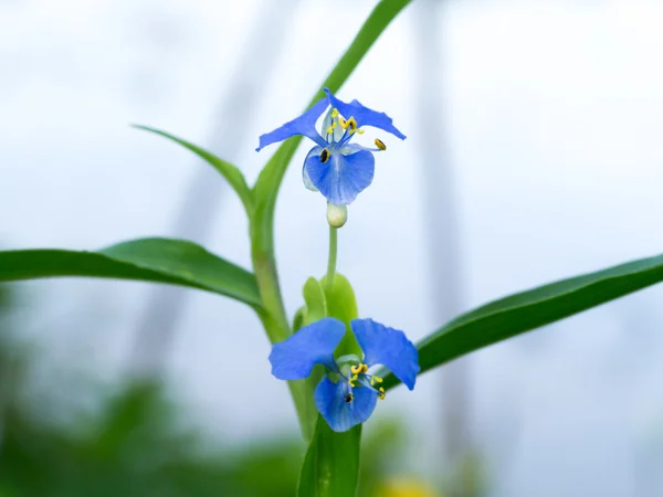Blaue Wildblumen (thailändisches Kraut) — Stockfoto