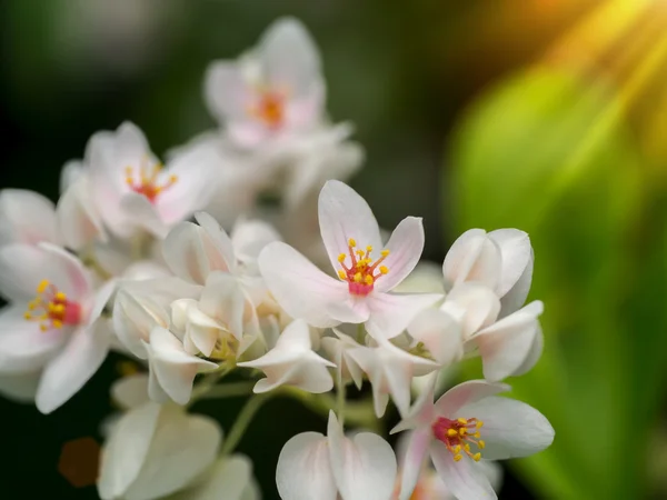 Creeper messicano bianco nel giardino . — Foto Stock