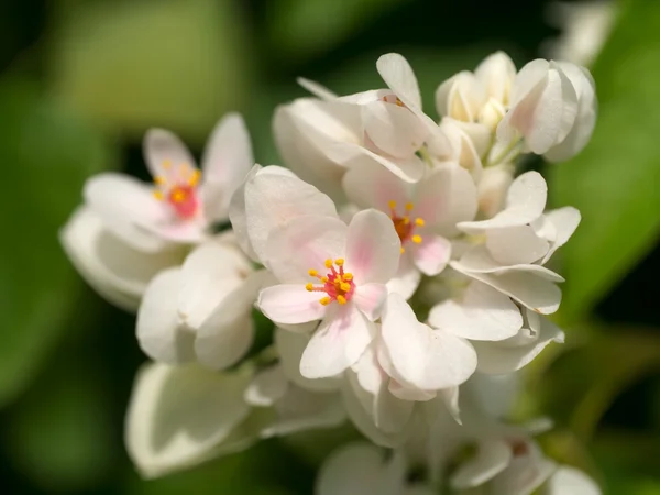 Enredadera mexicana blanca en el jardín . —  Fotos de Stock