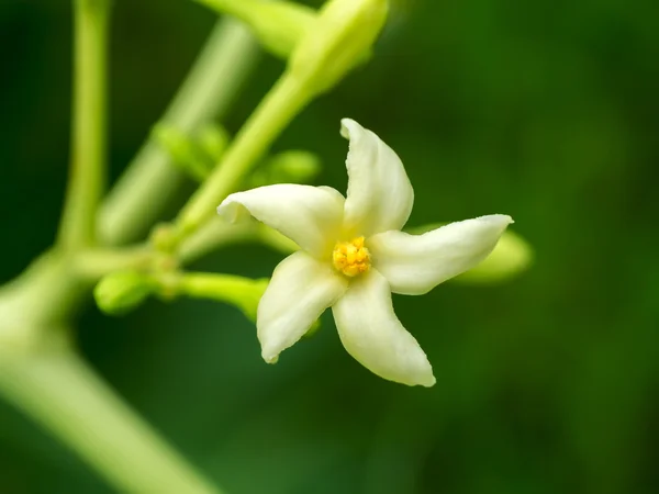 パパイヤの木の花 — ストック写真