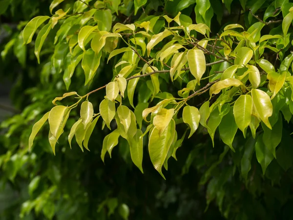 Le giovani foglie del banyan tree — Foto Stock
