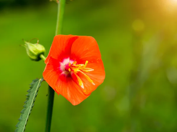 Grama selvagem laranja na natureza . — Fotografia de Stock