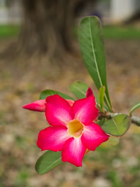 Fiore rosa di Adenio obesum (Rosa del deserto; Giglio Impala; Finto Az — Foto Stock