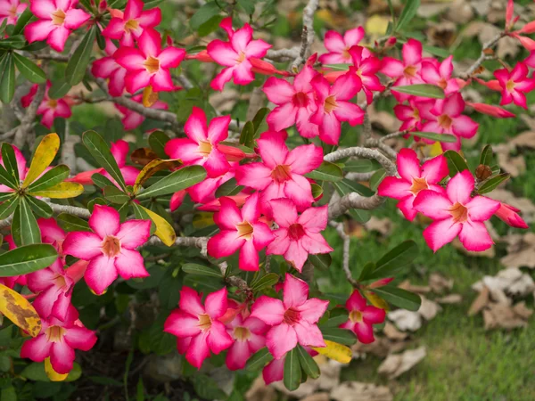 Růžový květ Adenium obesum (Desert Rose; Impala lilie; Zesměšňovat Az — Stock fotografie