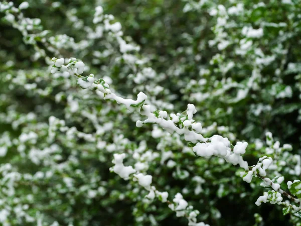 Neige sur l'arbre. Image En Vente