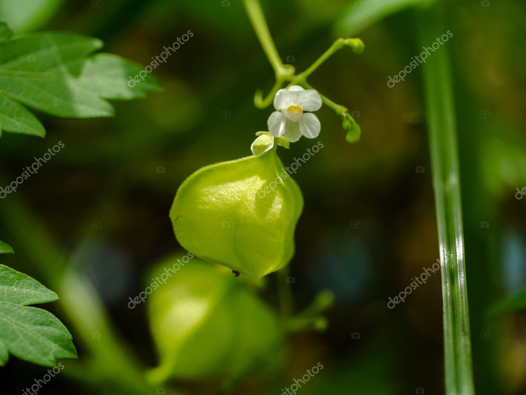 Balloon Vine Heart Pea Heart Seed Smooth Leaved Heart Pea Flo Stock Photo By C Noppharat Th Balloon Vine Heart Pea Heart Seed Smooth Leaved Heart Pea Flo Stock Photo By C Noppharat Th