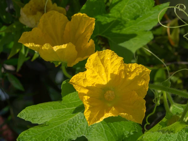 Clous up of Pumpkin Flower — Stock Photo, Image