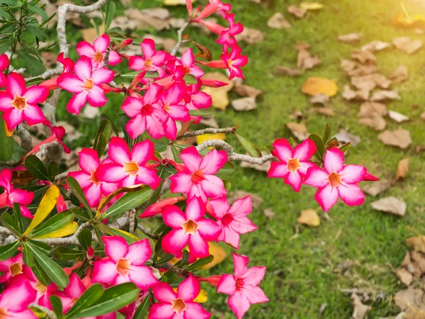 Flor rosada de Adenio (Rosa del Desierto; Lirio Impala; Mock Az — Foto de Stock