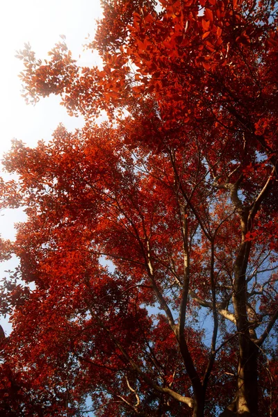 Foglia rossa nella stagione autunnale . — Foto Stock