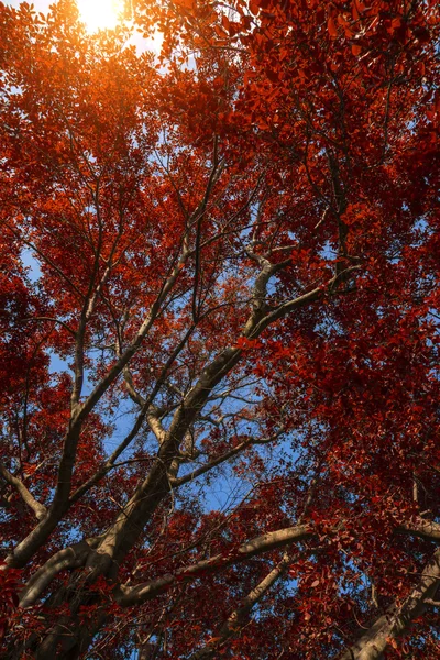 Feuille rouge en automne . — Photo