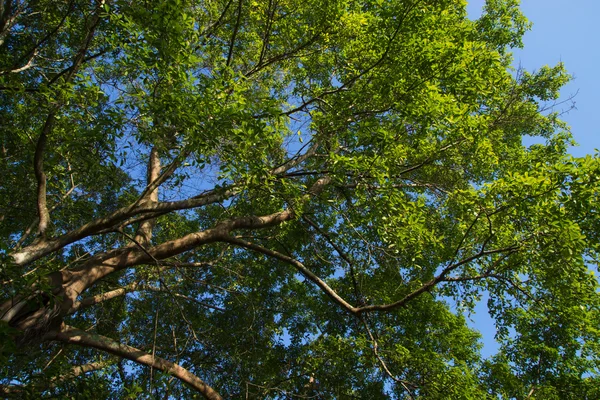 Grand arbre à feuilles vertes en saison estivale . — Photo