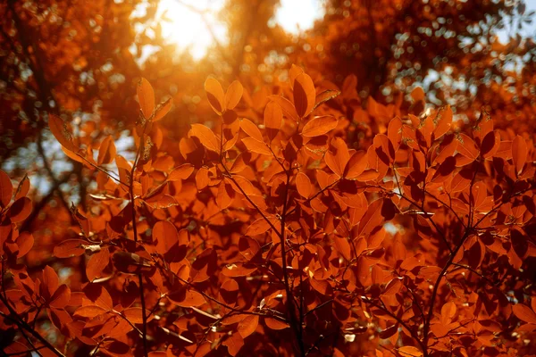 Nature in autumn season with sunlight — Stock Photo, Image