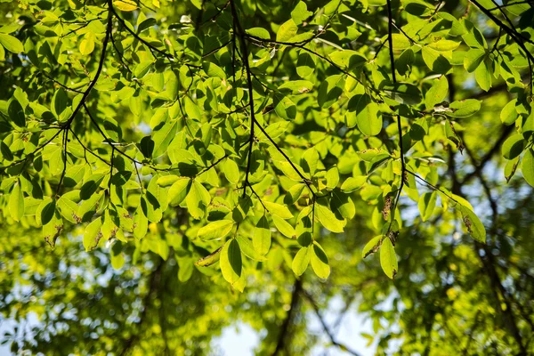 Příroda v podzimní sezóně se slunečním — Stock fotografie