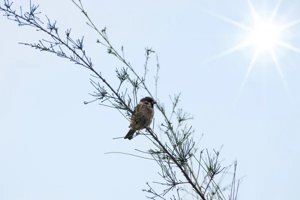 Eurasian Tree Sparrow on the branch with sun. — Stock Photo, Image