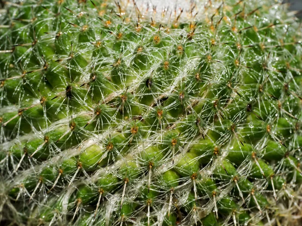 Fechar de espinhos de cacto — Fotografia de Stock