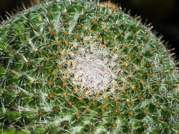 Avvicinamento delle spine di cactus — Foto Stock