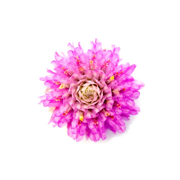 Primo piano di rosa amaranto Fiore . — Foto Stock