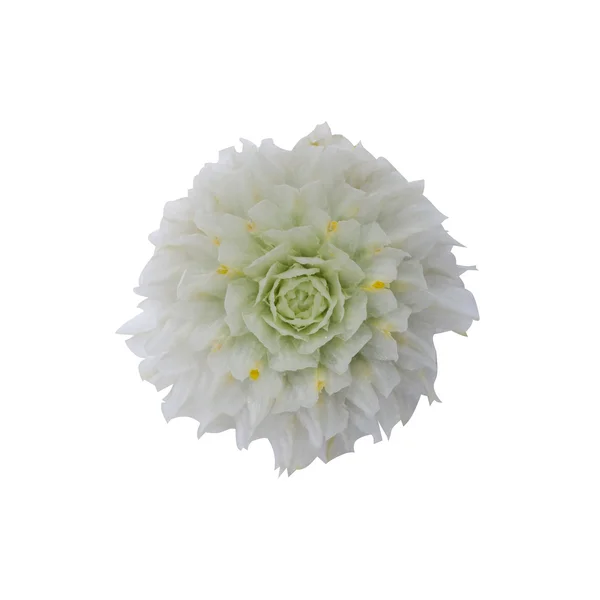 Biały kwiat amarantusa z bliska. — Zdjęcie stockowe