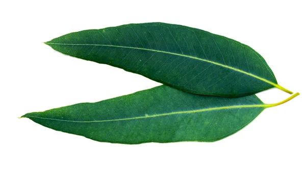 Eukalyptusblätter auf weißem Hintergrund. — Stockfoto