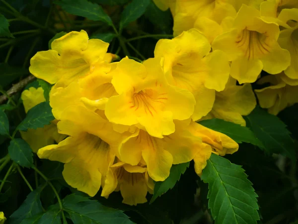 Tecoma stans oder gelbe Trompetenbuschblüte. — Stockfoto