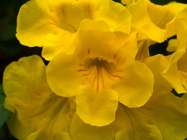 Tecoma stans oder gelbe Trompetenbuschblüte. — Stockfoto