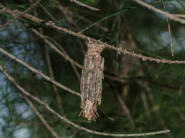 Kukly, housenky na větvích borovice. — Stock fotografie