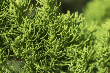 bir kürk ağacı veya çam ağacının yeşil dikenli dalları