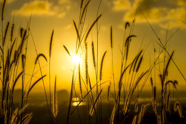 Flowers grass with light background. — Stock Photo, Image