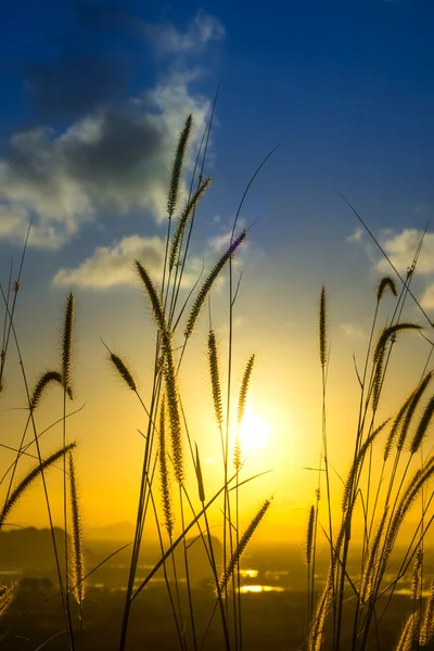 Flowers grass with light background. — Stock Photo, Image