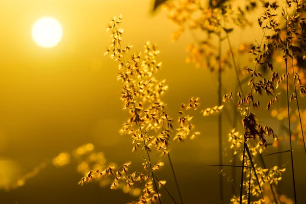 Blommor gräs med ljus bakgrund. — Stockfoto