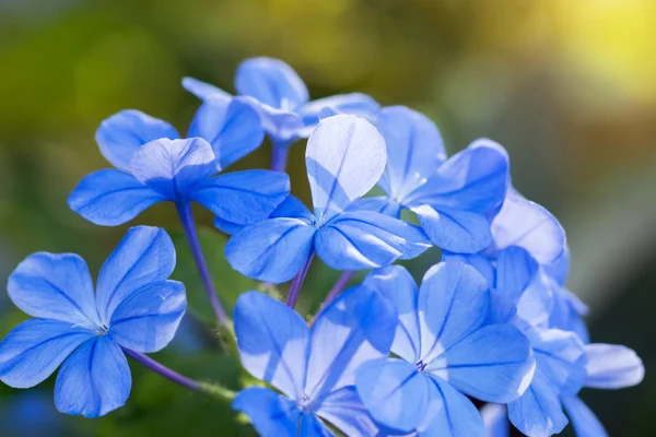 Cabo leadwort no jardim . — Fotografia de Stock