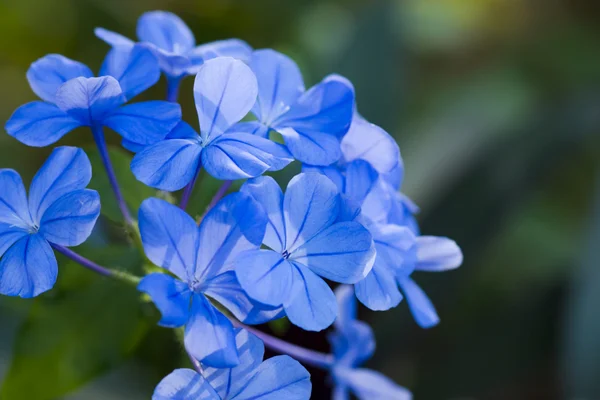 Mys leadwort v zahradě. — Stock fotografie