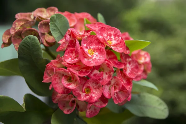 POI sian květiny, květina červená Krista Thorn v zahradě. — Stock fotografie
