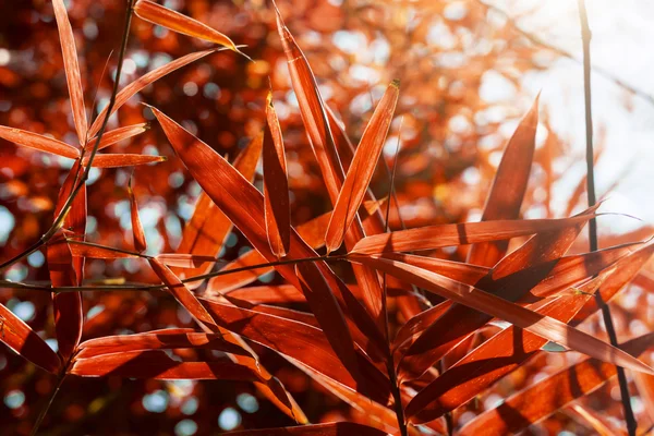 Листя бамбука восени . — стокове фото