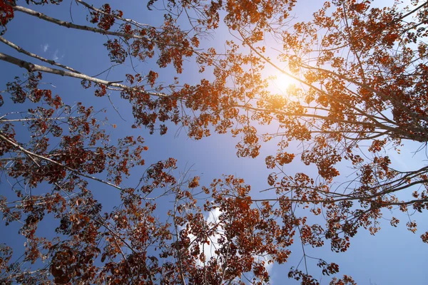 Резиновые деревья лиственные — стоковое фото