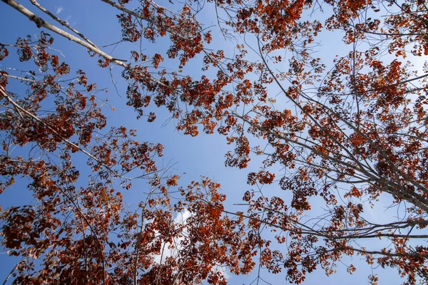 Kauçuk ağaçlar yaprak döken — Stok fotoğraf