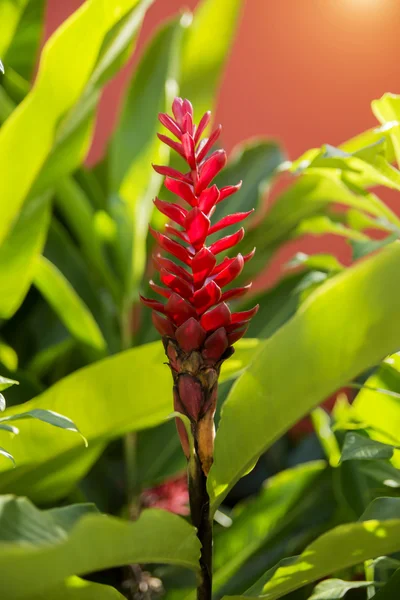 Beautiful tropical red ginger flower — Stock Photo, Image