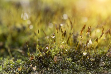 Ormanda yeşil yosun.