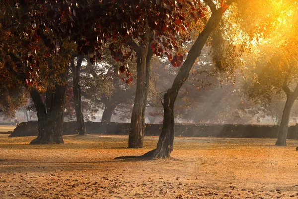 De herfst bos in de ochtend. — Stockfoto