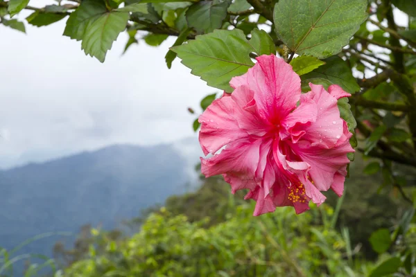 Pink Hibicus flower — Stock Photo, Image