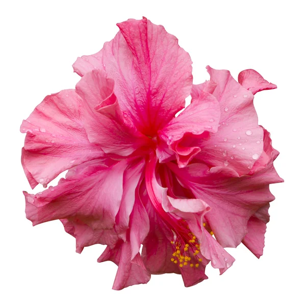 Fiore di ibisco rosa — Foto Stock