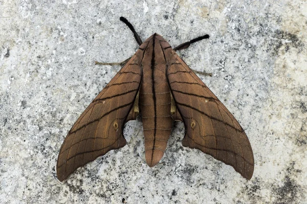 Ambulyx pryeri är en fjäril i familjen svärmare — Stockfoto